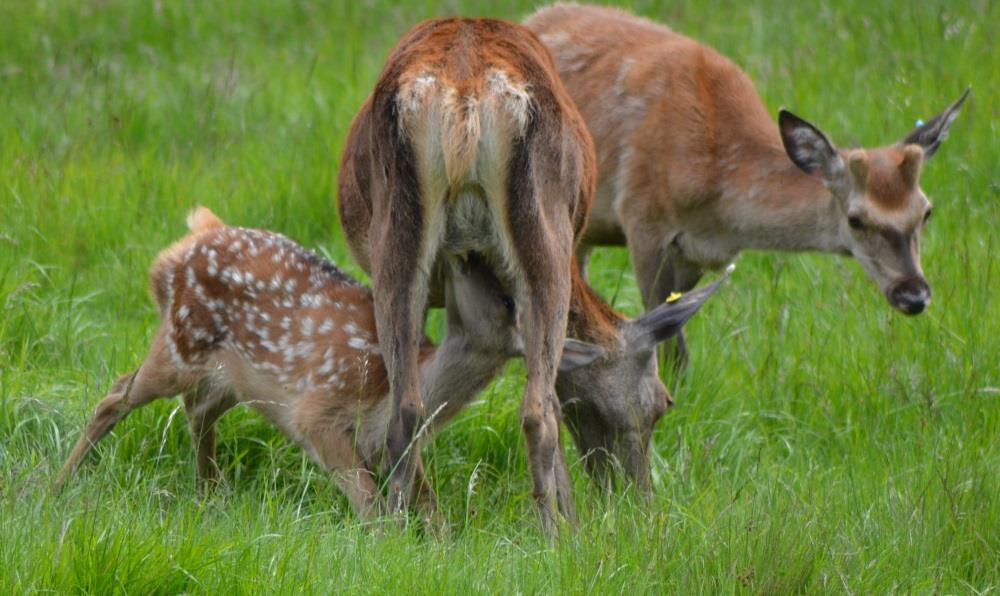 Dopo un periodo di gestazione di 33-34 settimane, nel mese di giugno la femmina partorisce di regola un solo piccolo.