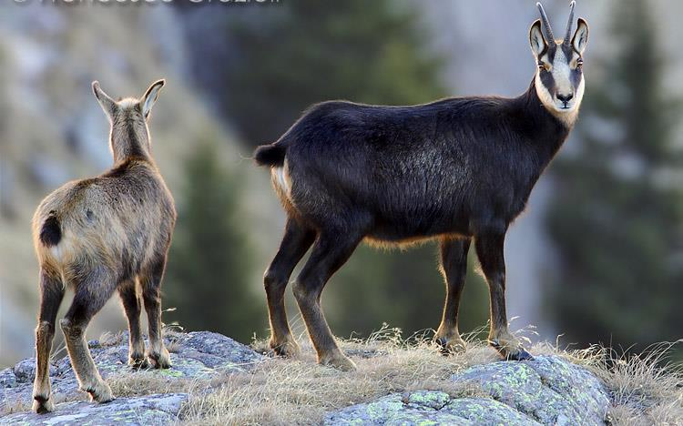 CAMOSCIO Il periodo degli amori inizia in novembre-dicembre, quando i maschi occupano un territorio e cercano di attirarvi e mantenervi un gruppo di femmine.