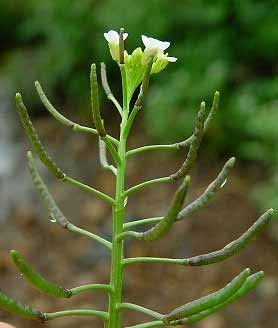 Nasturtium (crescione) Raccolta in primavera le foglie giovani vengono utilizzate in insalata (sapore piccante ) insieme ad