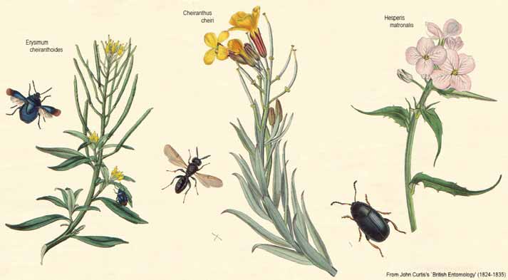 Brassicaceae (Cruciferae) DISTRIBUZIONE Le specie appartenenti a questa famiglia si trovano diffuse un po' dovunque, ma soprattutto nelle regioni temperate dell'emisfero Boreale, in particolare nei