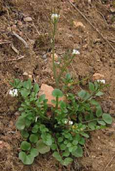 Cardamine hirsuta (arabetta pelosa) Pianta annuale vive nei margini erbosi incolti Le