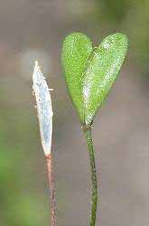 Capsella bursa pastoris Capsella rubella Capsella, Borsa del Pastore Pianta annuale o bienne vive nei margini erbosi incolti Le foglie