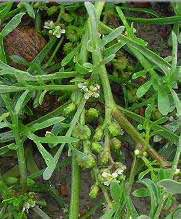 Coronopus squamatus Gramignola Pianta annuale, vive nei margini dei campi, degli orti e nelle
