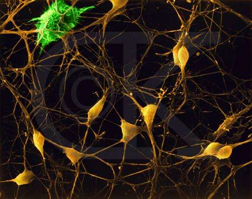 Il sistema nervoso è composto da due tipi di cellule: NEURONI cellule della GLIA i