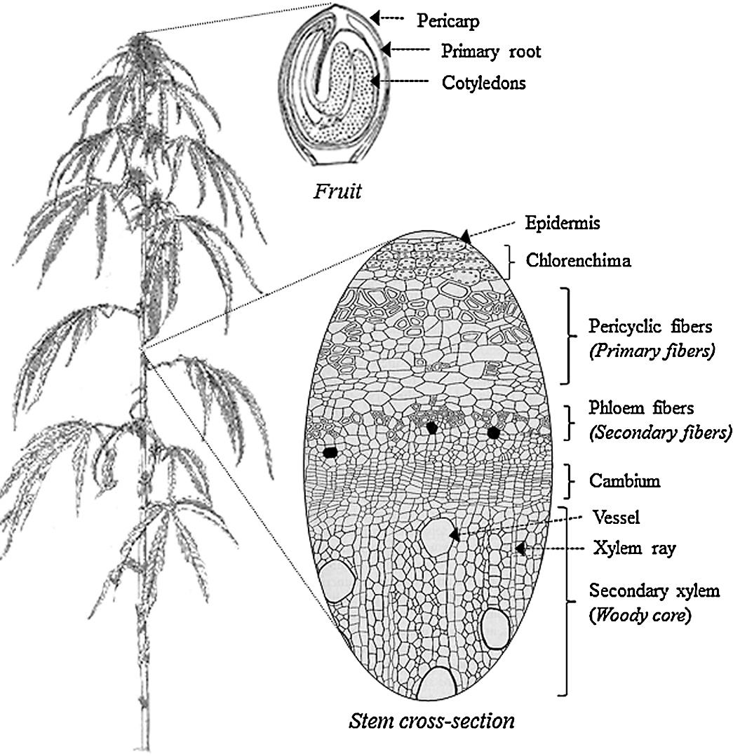 Bacchetta Canapulo Canapa da