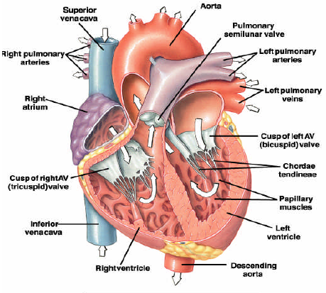 Lavoro cardiaco L card L cuore sinistro L cuore sinistro = L I + L II + L III + L IV L I 0; L III 0 perchè V = cost L IV 0 perchè p 0 Sezione aorta L cuore sinistro L II = p v ΔV Sezione ventricolo p