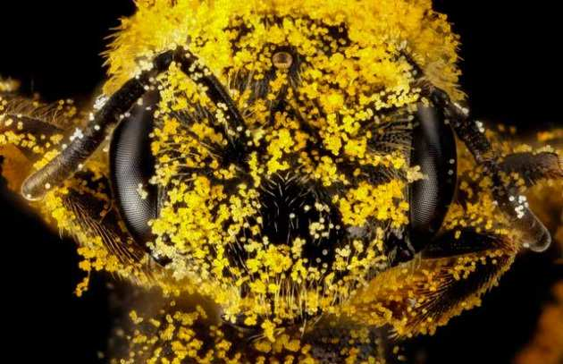 Il miele: chi lo fa, come si fa, come sceglierlo -Estratto da un articolo di Focus Le api ce lo regalano così com'è da migliaia di anni.