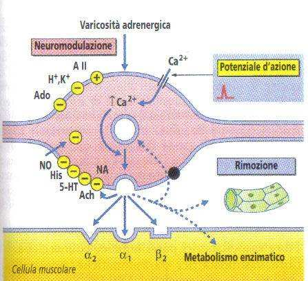 Sistema adrenergico e modulazione α 2 Cotrasmettitori NPY (lento), ATP