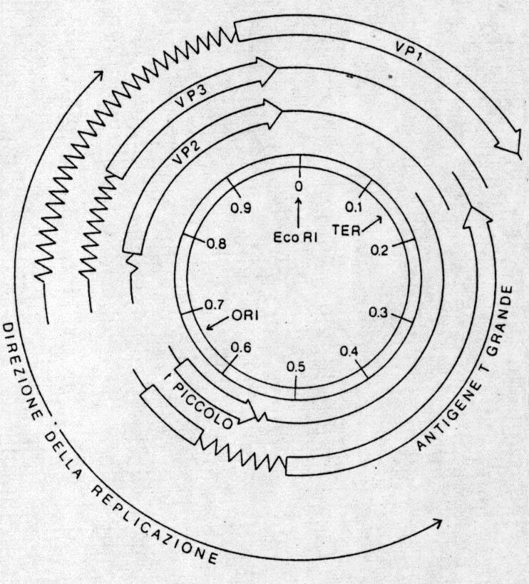 Possono dare: Poliomavirus infezione litica = esprimono sia le proteine precoci che quelle tardive ciclo completo di replicazione lisi cellulare; trasformazione = in cellule non permissive esprimono