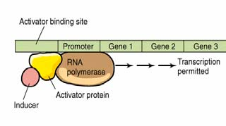 Regolazione dell espressione genica tramite regolatori negativi Co-repressione dell operone biosintetico dell arginina Caso 2: Co-repressori Molecole che fungono da corepressori legano la proteina