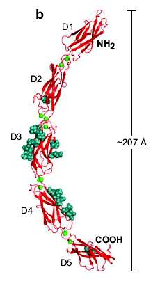 Caderine 720-750 aa Ectodominio, N-term extracellulare Un segmento transmembrana