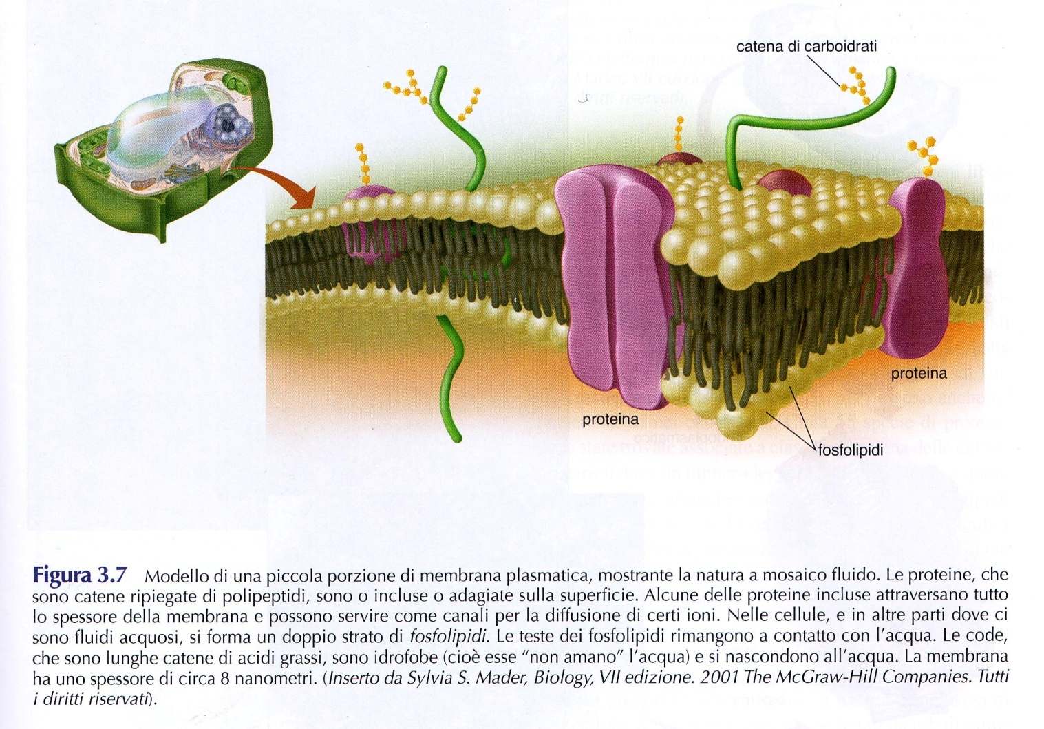 Membrana plasma2ca: