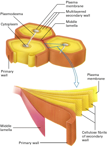 Citoplasma Membrana plasmatica Parete secondaria pluristratificata Lamella mediana Parete primaria