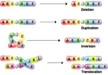 La citogenetica studia la struttura e le alterazioni dei cromosomi.