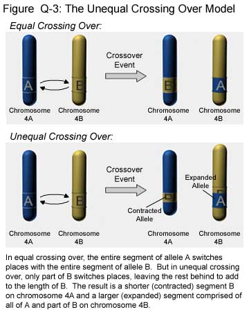 MUTAZIONI CROMOSOMICHE Comportano anomalie o aberrazioni della struttura dei cromosomi 1. CAUSE CHIMICHE 2.