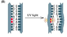 MUTAGENI FISICI: radiazioni non ionizzanti (UV): dimeri di timina radiazioni ionizzanti (raggi X, raggi gamma) Alterazioni della struttura del materiale genetico per: - effetto diretto delle