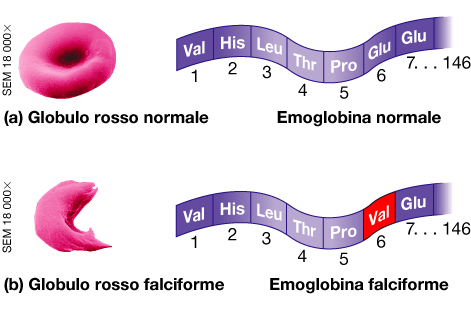 MUTAZIONI GENICHE: alterazioni di un singolo gene Minimo cambiamento nella sequenza può variare la conformazione e quindi la funzione MUTAZIONI GENICHE: meccanismi