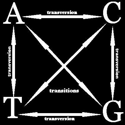 Transizione: purina-purina; pirimidina-pirimidina A -> G, G -> A C -> T, T -> C Transversione: purina-pirimidina e viceversa A -> C/T C -> A/G G -> C/T T -> A/G INSERZIONE NUCLEOTIDICA T GCC AGT GTT