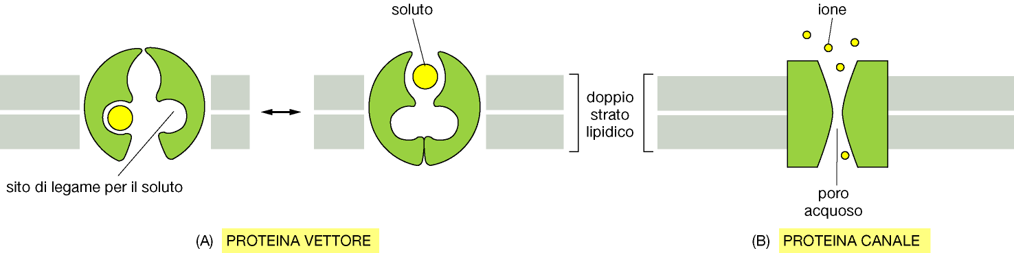 Trasporto passivo