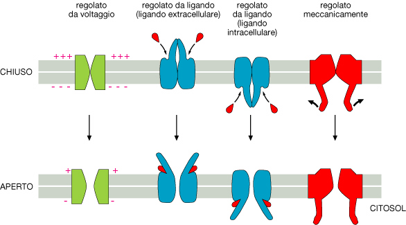 Trasporto passivo mediato da CANALI IONICI