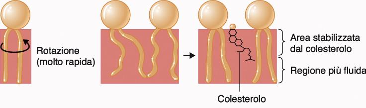 Movimenti dei fosfolipidi di membrana Il doppio foglietto è una struttura dinamica I doppi strati lipidici esistono in due fasi: fase gel (solida), fase fluida.