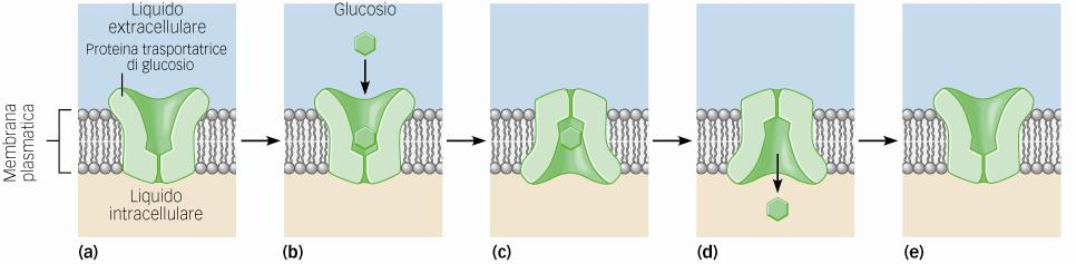 Trasporto transmembranario passivo: diffusione facilitata Trasportatori: a) Proteina trasportatrice che, muovendosi secondo gradiente, si trascina dietro la molecola