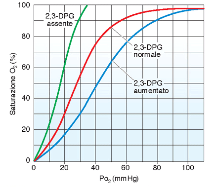 Effetti della temperatura e 2,3-DPG aumenti della temperatura e della [2,3-DPG] riducono l affinità per O 2 il