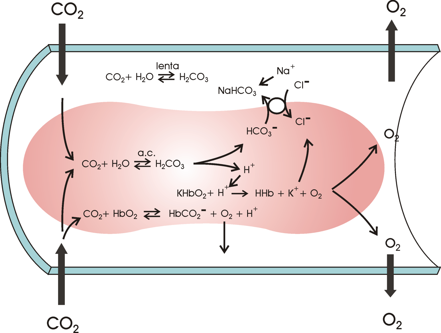 Formazione di HCO 3 - e scambio dei cloruri (effetto Hamburger) Affinchè la reazione di produzione di HCO 3 - dalla CO 2