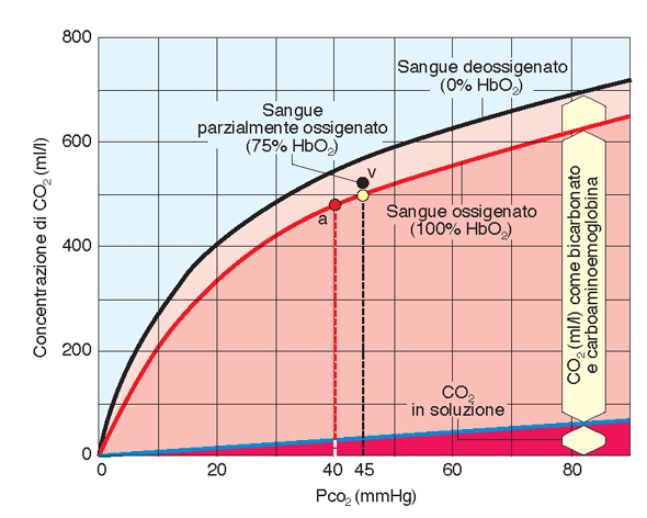 Curva di dissociazione della CO 2 nel sangue (effetto Haldane) La quantità di CO 2 nel sangue aumenta con la P CO2 ma dipende anche