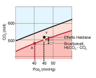Effetto Haldane: la deossigenazione dell emoglobina favorisce la formazione dei composti carboamino-emoglobinici.