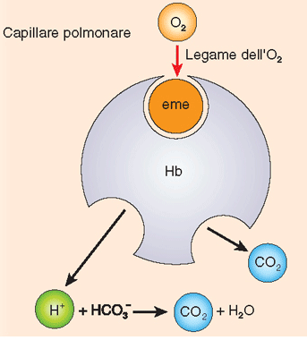 Tessuti: la bassa PO 2 favorisce il legame della CO 2 con l emoglobina e l effetto Bohr promuove il rilascio di O 2.