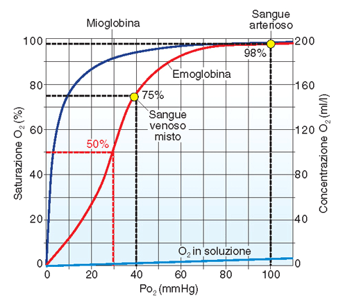 Curva di dissociazione dell ossigeno dall emoglobina la quantità di O 2 legata all Hb è proporzionale alla PO 2 legame reversibile 100% di saturazione equivale alla capacità massima del sangue di