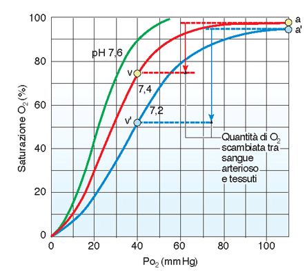 Effetti del ph Effetto Bohr per l Hb Riduzioni del ph o aumenti della PCO 2 riducono l affinità per l O 2 La curva di saturazione si sposta a destra e cambia pendenza (minor affinità dell O 2 per l