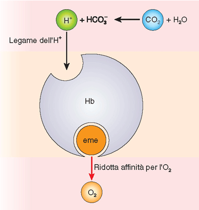 Modello molecolare: Il legame con l H + diminuisce l affinità del gruppo eme per l O 2 che viene rilasciato più facilmente Quando il sangue arriva ai tessuti, una frazione dell ossiemoglobina (HbO2)