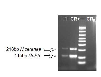 Nosema ceranae e Nosema apis Multiplex PCR qualitativa con utilizzo di primer specie-specifici per il gene 16s rrna di Nosema apis (321 bp) o Nosema ceranae (218bp) Controllo di amplificabilità di un
