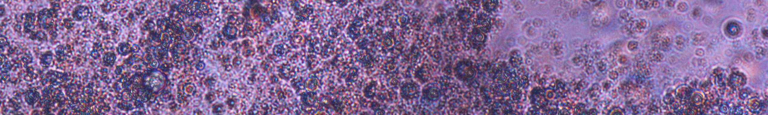 PROGETTI DI RICERCA PROGETTO Ricerca Corrente 12C08 "Mantenimento in vitro di cellule