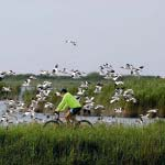 Navigando per le Valli Un suggestivo percorso di circa un ora a bordo del Pesce di Legno, imbarcazione elettrica, all interno della cassa di espansione Campotto, tra canneti e ninfee bianche per