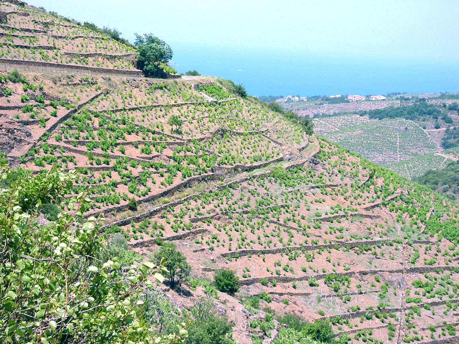 BANYULS