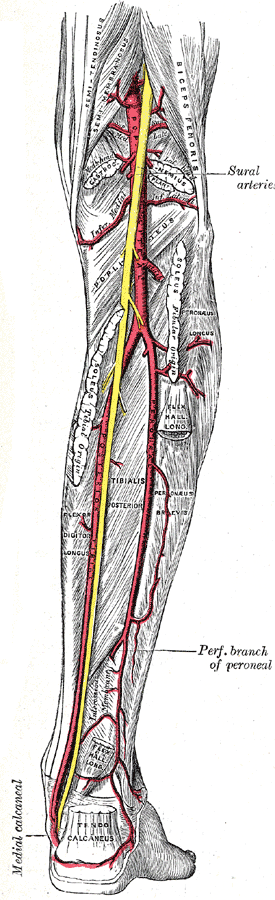 Arteria tibiale posteriore Inizia sotto l arcata tendinea del muscolo soleo, nell intervallo tra tibia e fibula e si dirige