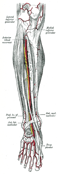 Arteria tibiale anteriore Si estende dall arcata tendinea del muscolo soleo