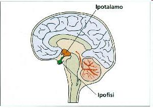 Chi regola la produzione La produzione degli ormoni è regolata dall ipotalamo, centro molto importante situato nella parte inferiore del cervello.