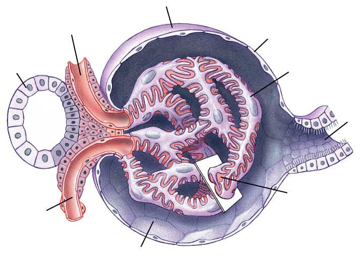 L ultrafiltrazione si realizza nel glomerulo Arteriola efferente Capsula di Bowman Epitelio capsulare Glomerulo Tubulo distale Podociti Tubulo prossimale Macula densa Cellule iuxtaglomerulari