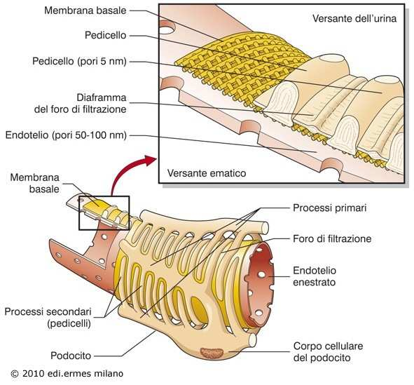 Barriera di Ultrafiltrazione Permeabile a H 2 O + soluti con PM < 70KDa (albumina 69 KDa).