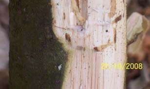 Caratteristiche dell agrilo Generalmente 1 gen/anno con svernamento come larva matura nel legno. Riconoscimento adulti: -maschi di color verde-bluastro; -femmine più grandi e color bronzato.