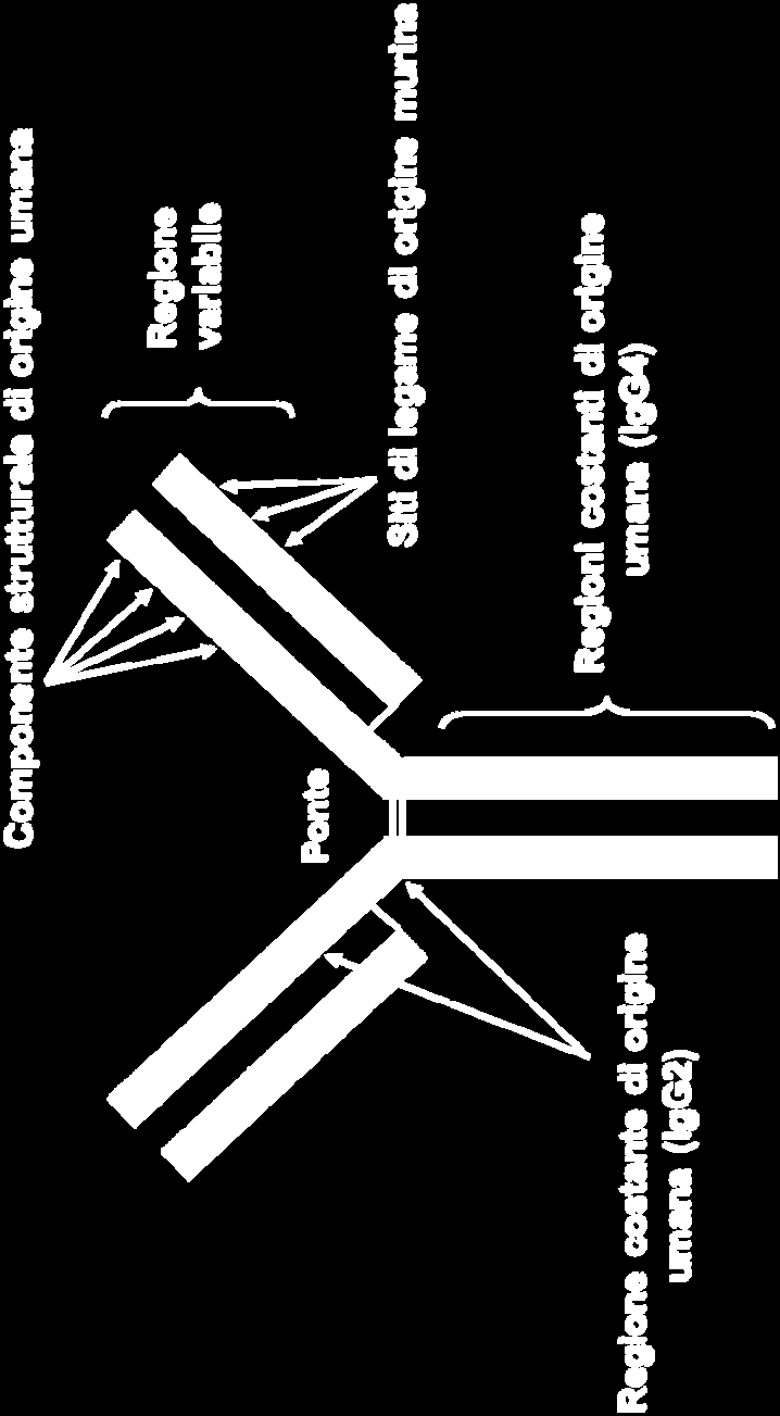 L Eculizumab è un anticorpo