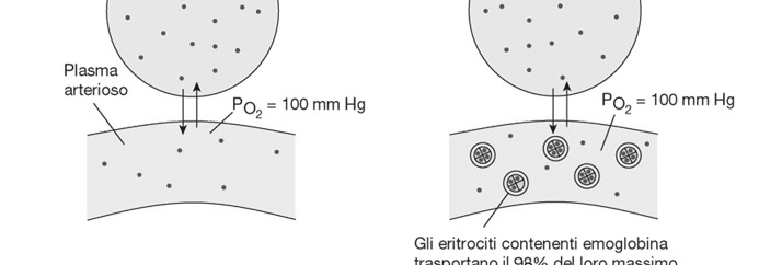 K= 25 cm 3 /L atm K= 1650 cm 3 /L atm Contenuto di O 2 nel plasma = 0,3 ml/dl Contenuto di O 2 nel sangue= 20,0 ml/dl ARIA ATMOSFERICA SECCA ARIA ALVEOLARE Azoto Ossigeno Anidride carbonica Altri gas