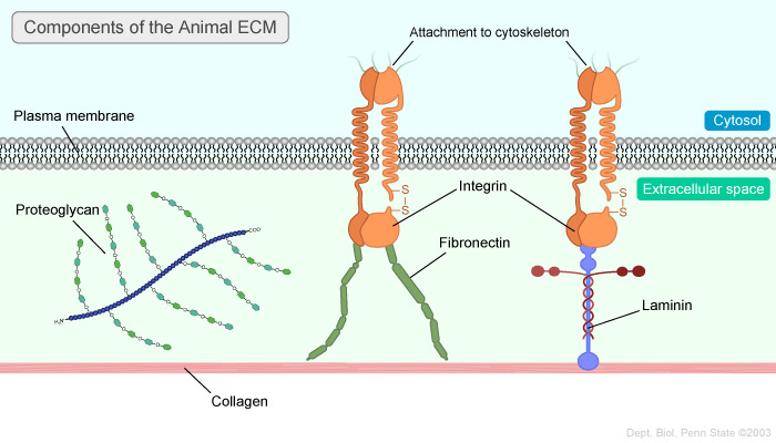 I tessuti epiteliali poggiano su di una LAMINA BASALE 1) Supporto e organizzazione epiteli (ma anche cellule muscolari, nervose, etc.