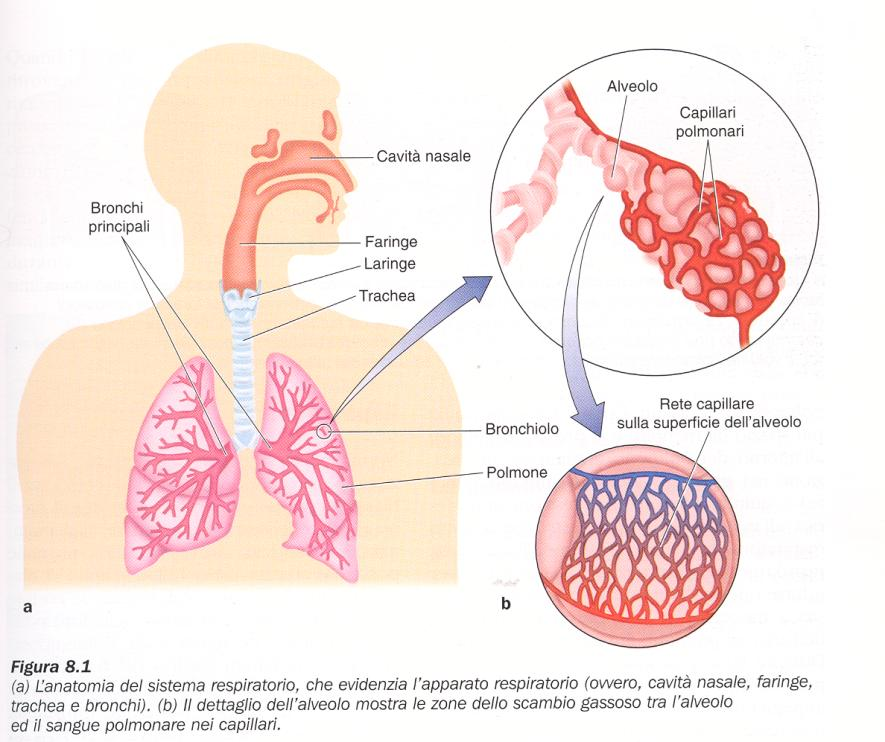 Volume che contengono i polmoni circa 4 l Superficie di scambio come un campo da tennis (85 mq). Rivestiti dalla pleura viscerale e racchiusi dalla pleura parietale.