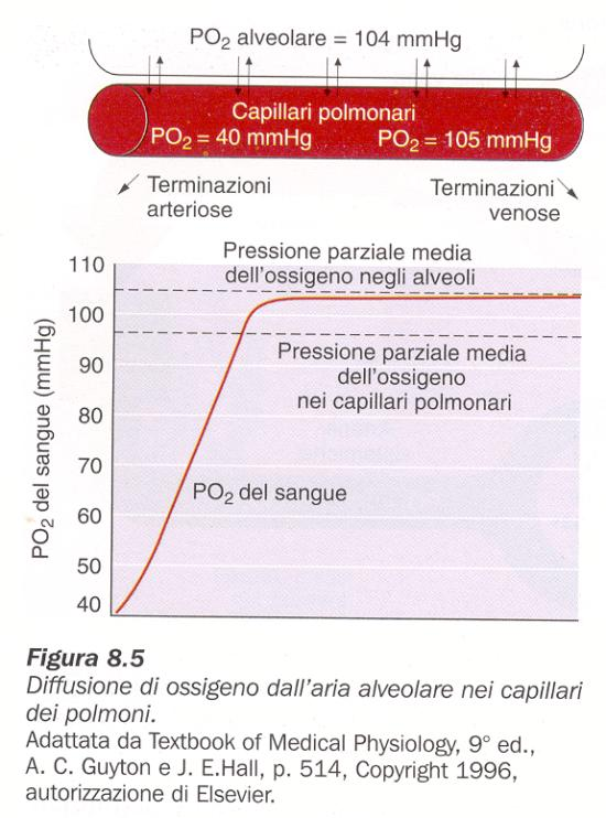 Capacità di diffusione dell ossigeno Volume di ossigeno che attraversa la membrana respiratoria in 1 min con una differenza di pressione di 1 mmhg A riposo 23 ml di ossigeno/min per ogni mmhg La