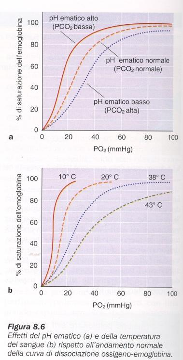 Trasporto di ossigeno Disciolto e legato all emoglobina Effetto del ph e temperatura sulla curva di dissociazione ossigeno-emoglobina Diminuzione del ph spostamento verso destra.